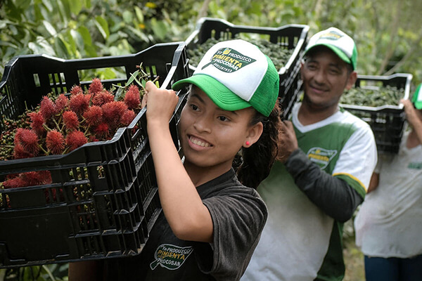 Ecuadorian farmers harvesting spices